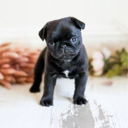 Jaq - Black male Pug puppy in Placerville, California from Gold Leaf Farm Pugs