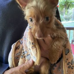 Yorkshire Terrier puppies from M & M Yorkies