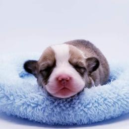 American Corgi and Pembroke Welsh Corgi Puppies from Whimsical Treasure Corgis