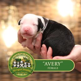 Girl 4 - female Old English Sheepdog puppy in Cleveland, Tennessee from Narrow Path Old English & Sheepadoodles