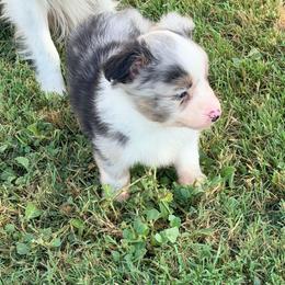 Blue Merle Male - Blue merle male Toy Australian Shepherd puppy in Stephenville, Texas from Rockin J Lil Aussies