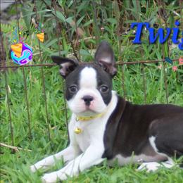 TWIGGY - Black and white female Boston Terrier puppy in Brooksville, Florida from Delamorés Pups