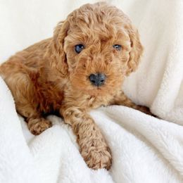 Bruno - Red Cavapoo puppy in Warrensburg, Missouri from Supreme Doodles