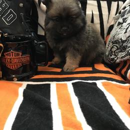 Pomeranian Puppies from Regal Poms