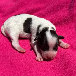 Angelica - Parti female Miniature Schnauzer puppy in Clover, South Carolina from Bobo’s Babies Kennels