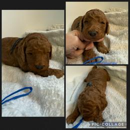 Glacier - Red  male Poodle puppy in Mount Vernon, Illinois from AMC Poodles