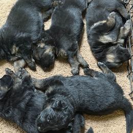 German Shepherd puppies from AA Kennel