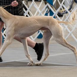 Golden Retrievers and Salukis from Solari Kennels