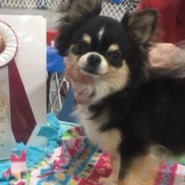 Chihuahuas from chihuahuatinytoys.com