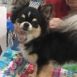 Chihuahuas from chihuahuatinytoys.com