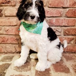 Bernedoodle Puppies from Speedwell Forge Doodles