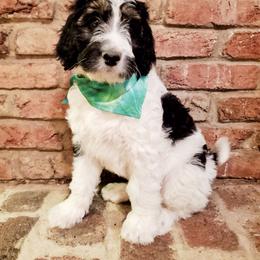 Bernedoodle Puppies from Speedwell Forge Doodles