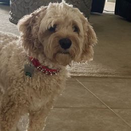 Roxy - Cockapoo