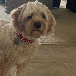 Roxy - Cockapoo