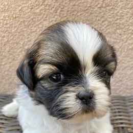 Shih Tzu Puppies from Willow Lane Shih Tzus