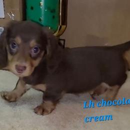 Hershey - Chocolate and cream male Dachshund puppy in Henderson, Tennessee from ELLIES DARLIN DOXIES