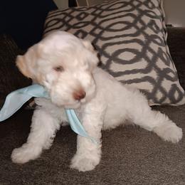 Mr Cream - Wheaten male Miniature Schnauzer puppy in Shoshone, Idaho from Debra Kruse's Miniature Schnauzers