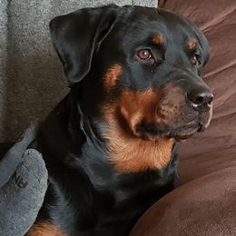 Riley  - Rottweiler
