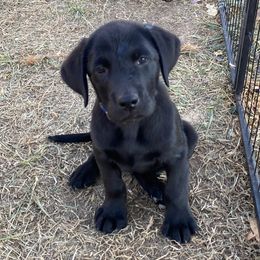 Jimmy-Bright Blue Collar - Black Labrador Retriever puppy in Springfield, Missouri from Kellner Labradors