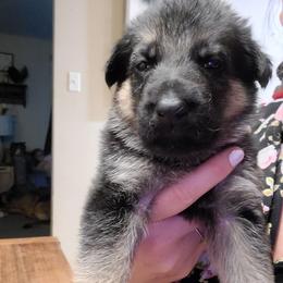Red - Black and red female German Shepherd puppy in Coatesville, Pennsylvania from Jessica's German Shepherds