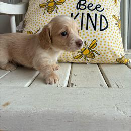 Merle - Cream male Dachshund puppy in Dobson, North Carolina from Oakleys Dachshund Haven