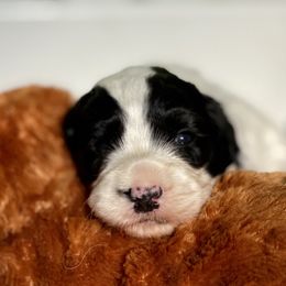 Australian Labradoodle Puppies from Cascade Canyon Labradoodles