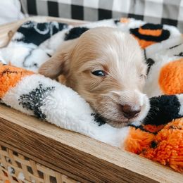 Dachshund Puppies from Mill Creek Dachshunds