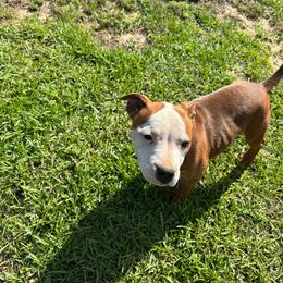 Female 2 - Red and white female Staffordshire Bull Terrier puppy in Longview, Texas from PWH Farms