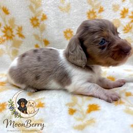Firefly-CKC Dapple - Dapple male Dachshund puppy in Tecumseh, Oklahoma from MoonBerry Miniature Dachshunds