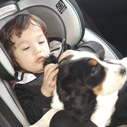 English Springer Spaniel Puppies from River’s Edge ~ English Springer Spaniels