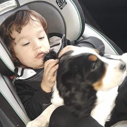 English Springer Spaniel Puppies from River’s Edge ~ English Springer Spaniels
