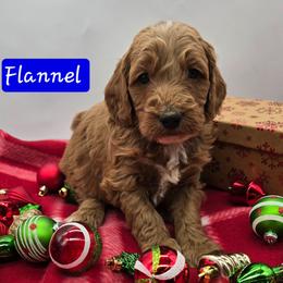 Flannel - Apricot male Goldendoodle puppy in Neillsville, Wisconsin from Granton Creek