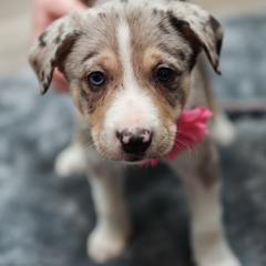 Working Dog Cross Puppies from Tendercross
