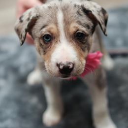 Working Dog Cross Puppies from Tendercross