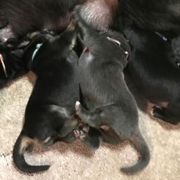 German Shepherd Puppies from StormHaven /Von Dorward German Shepherd Dogs