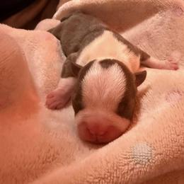 Neva - Red female Boston Terrier puppy in Kingsport, Tennessee from Dreamweaver Bostons