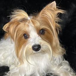 Ava - Yorkshire Terrier