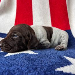 America - Liver roan female German Shorthaired Pointer puppy in Dugspur, Virginia from Pilgrims Trails Shorthairs