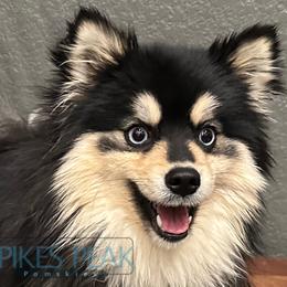 "Kelly" Garrett - Black female Pomsky puppy in Littleton, Colorado from Pikes Peak Pomskies