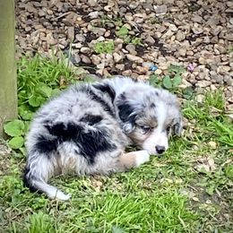 Miniature Australian Shepherd Puppies from Arch Hill Mini Aussies
