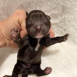 Chocolat boy - Chocolate male Goldendoodle puppy in Twin Falls, Idaho from Magic Valley Family Doodles