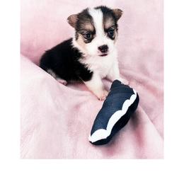 Waffle - Black and tan female Pembroke Welsh Corgi puppy in Saint George, South Carolina from Carolina cotton candy corgis