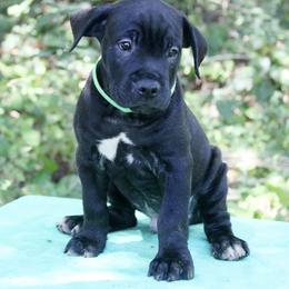 Cane Corso Puppies from Harlow Cane Corso