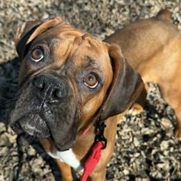 Boxers from Diamond Standard Boxers