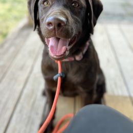 Labrador Retriever Puppies from Rose Gold Retrievers