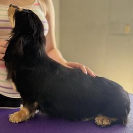 Aquila - Dachshund