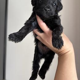 Toad - Black male Goldendoodle puppy in Anderson, South Carolina from M & L Pups
