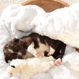 Boy 3 - male Newfoundland puppy in Dalton, Ohio from Newfforu