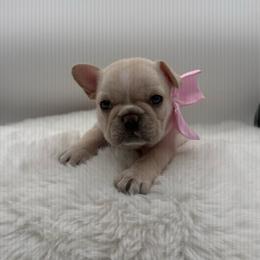 Colette - Cream female French Bulldog puppy in Largo, Florida from Big Daddy Frenchies