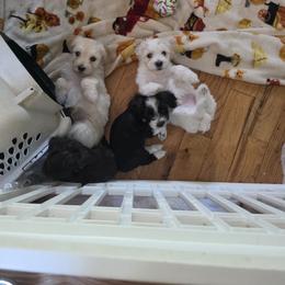 Havanese Puppies from Watson Farms